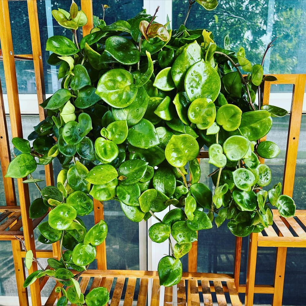 Is Hoya Chelsea available from the Plant Chica in California? The Plant Chica in Los Angeles is known for carrying a wide range of Hoyas, including Hoya carnosa varieties and rarer types, and often stocks wish list plants for collectors. 