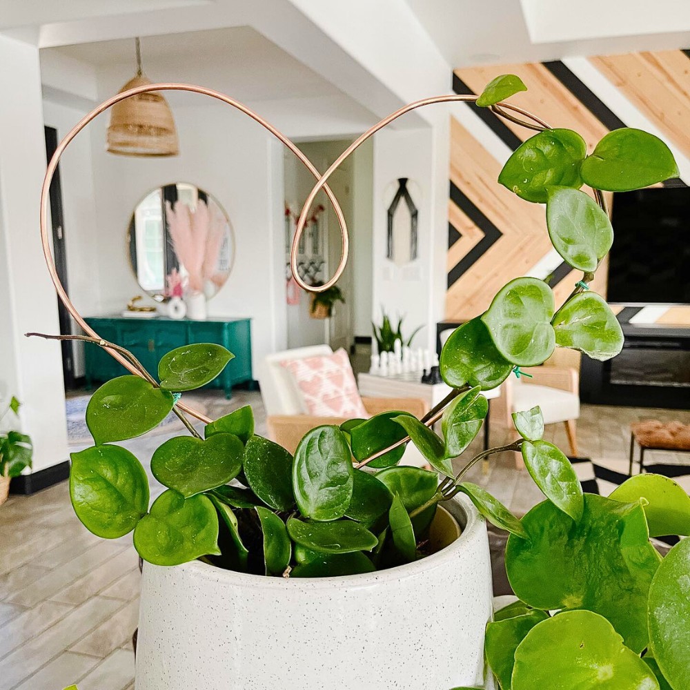 Does Hoya Chelsea need direct sun? No, it does not. Bright indirect light is ideal. 