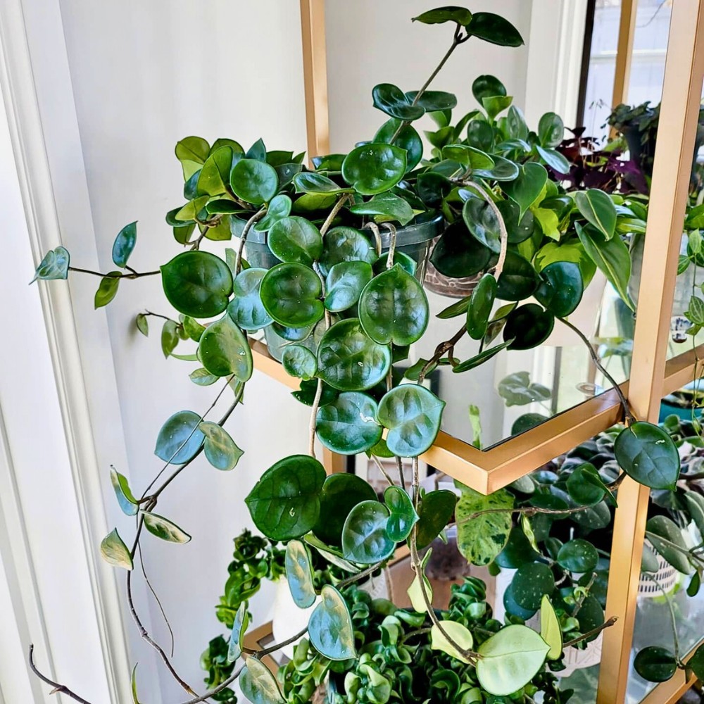 Can I grow Hoya carnosa Chelsea outdoors? The Hoya carnosa Chelsea wax plant can be grown outdoors in USDA hardiness zones 10 and 11 where temperatures remain warm year-round.
