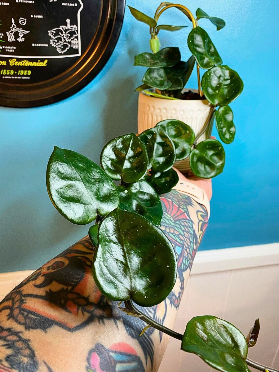 Hoya Chelsea is available from the Plant Chica in California, a well-regarded specialty plant retailer with a strong selection of hoyas. 