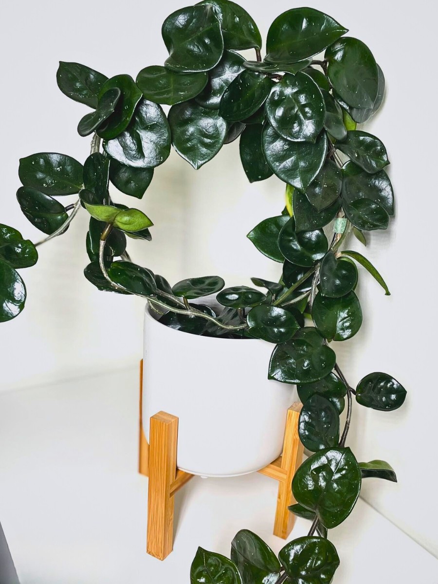 Does Hoya carnosa 'Chelsea' need to be root-bound to flower?