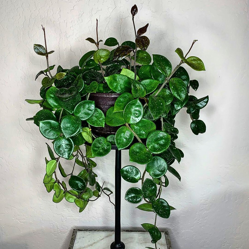 You will often see it sold under several names, like Chelsea Hoya plant, Chelsea wax vine, Hoya Chelsea, Chelsea Hoya, or Hoya carnosa &lsquo;Chelsea.&rsquo; All of these refer to the same trailing houseplant.