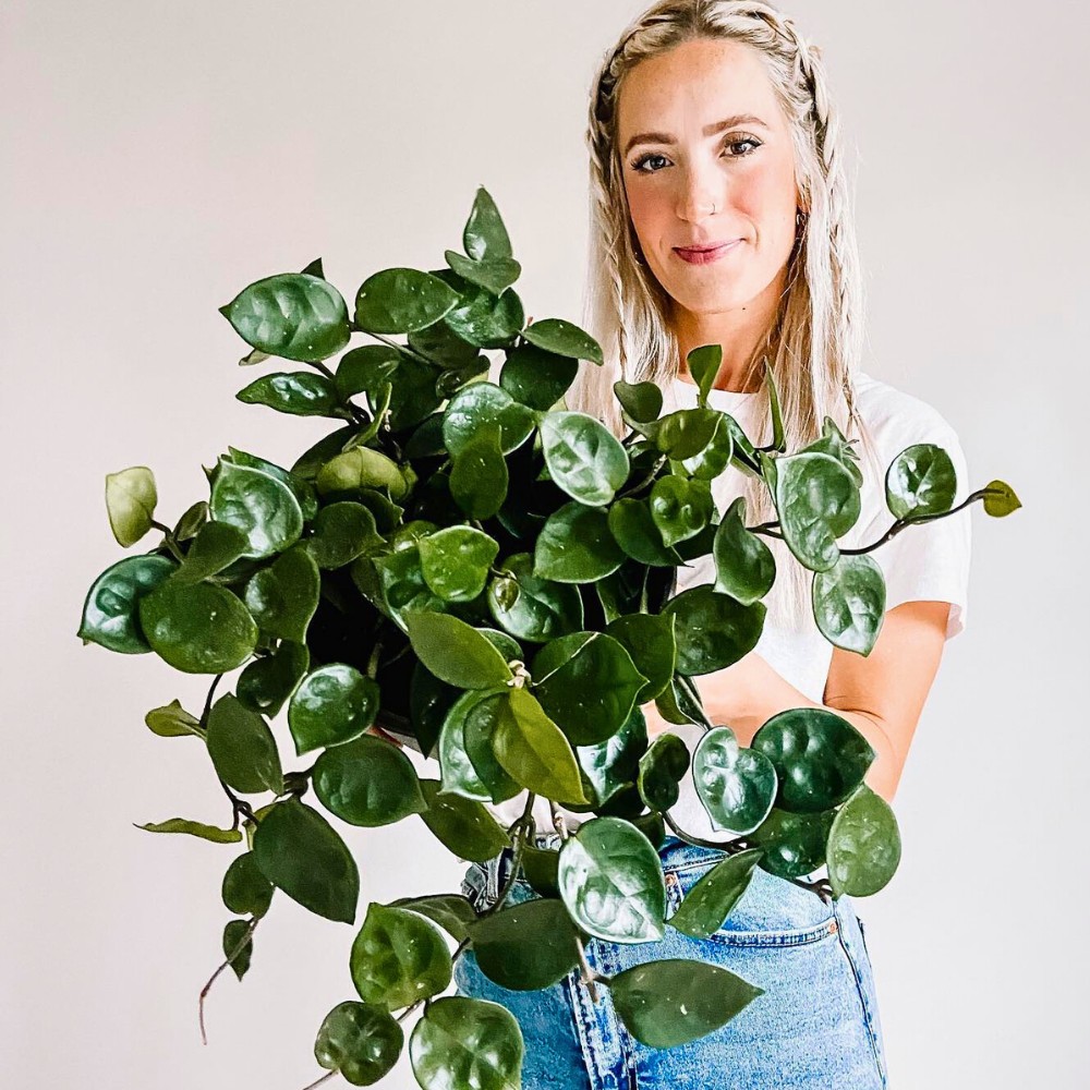 What makes Hoya Chelsea unique? and Is Hoya Chelsea available from the Plant Chica in California?