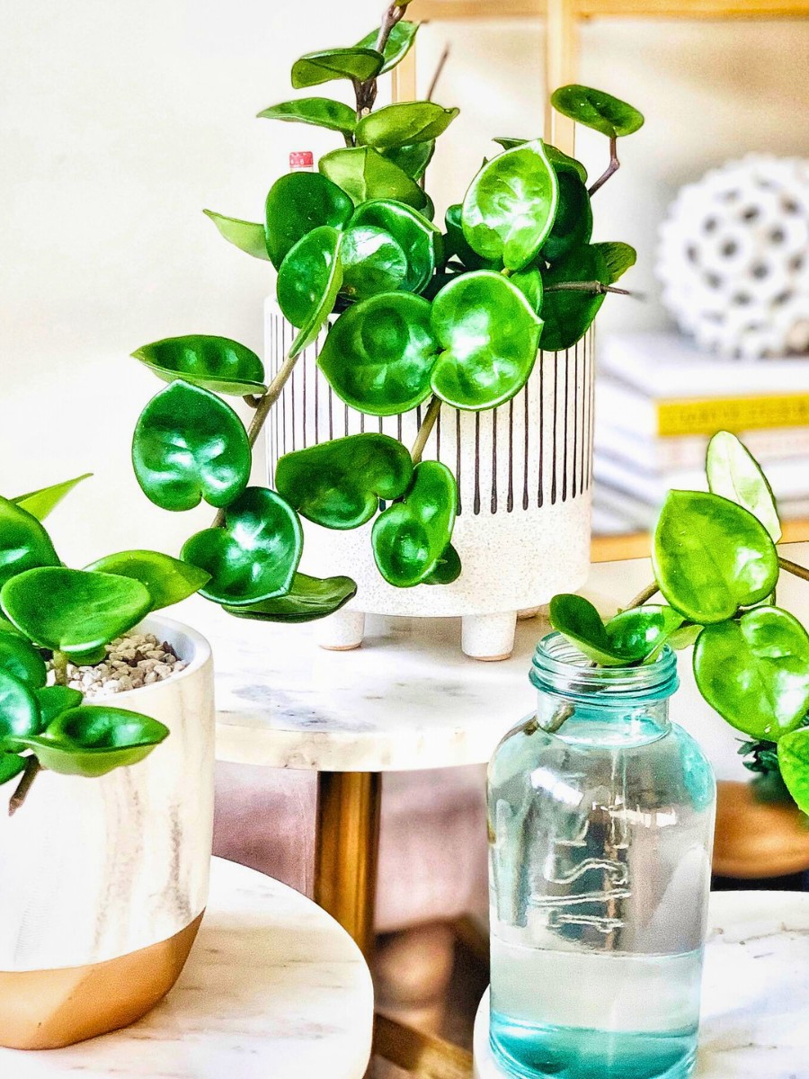 When does Hoya Chelsea flower? Hoya Chelsea flowers tend to appear on mature plants that receive adequate light, a slightly drier and cooler rest in winter, and consistent care.