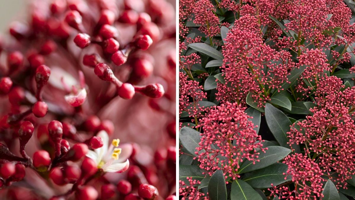 Skimma Rubella by kwekerijverboom