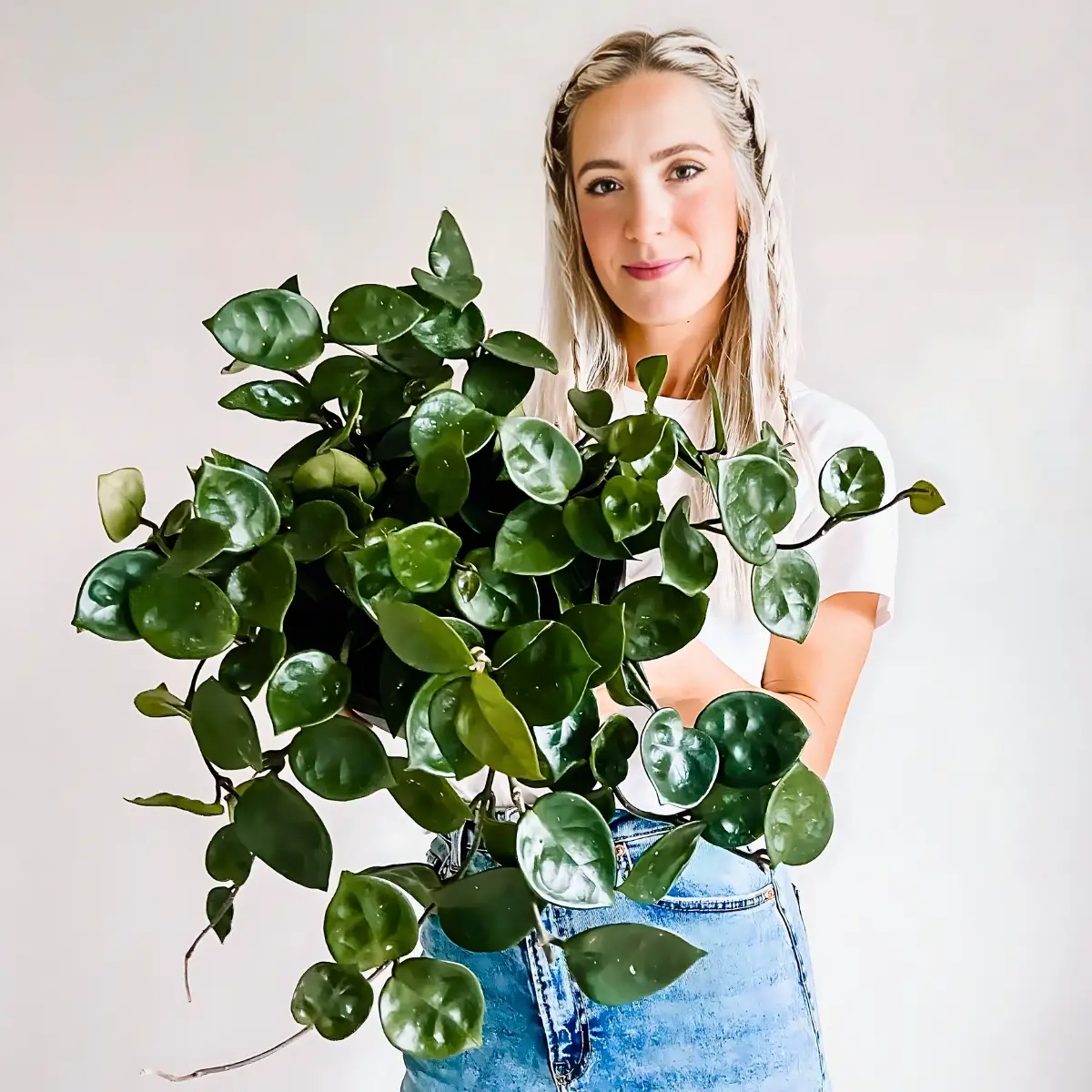 Hoya Chelsea Plant, Also Called Wax Plant, Porcelain Flower, Wax Vine, or Honey Plant