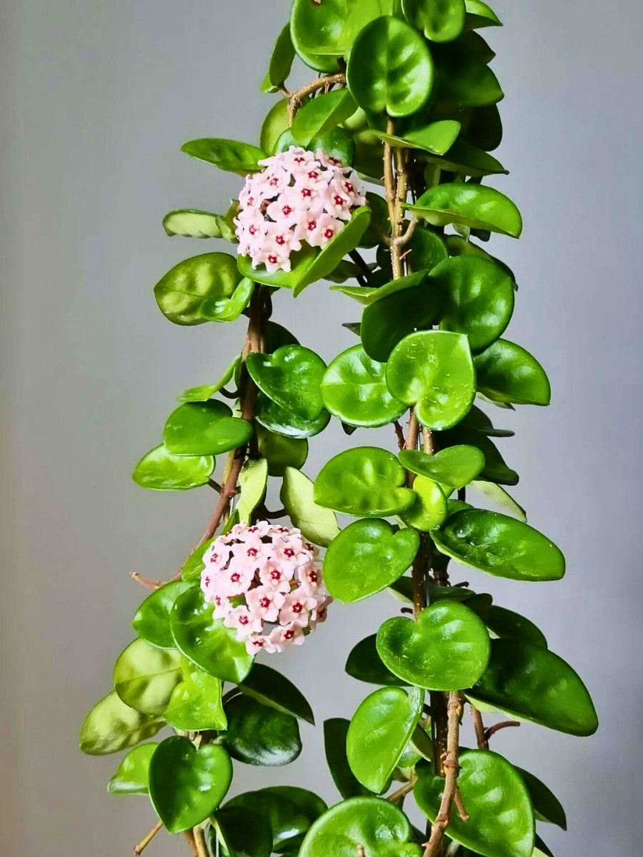 When does Hoya Chelsea flower? Hoya Chelsea flowers tend to appear on mature plants that receive adequate light, a slightly drier and cooler rest in winter, and consistent care.