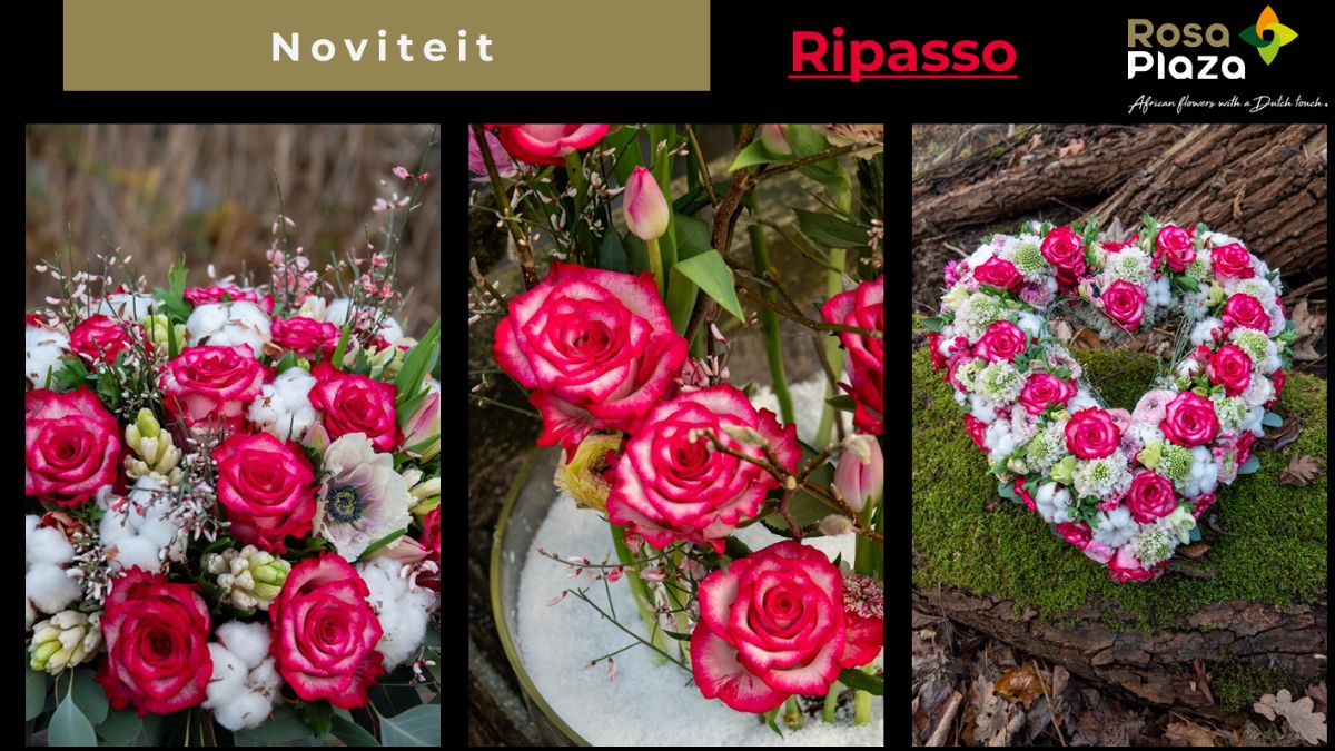 Rose Ripasso by Rosa Plaza