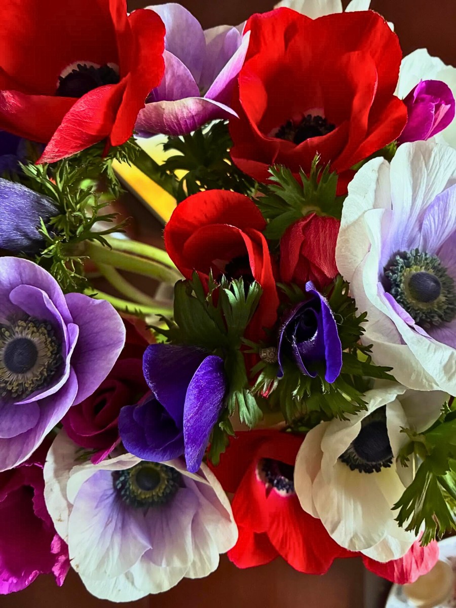 If there is one corner of the natural world that embodies the spirit of International Color Day most fully, it is in flowers