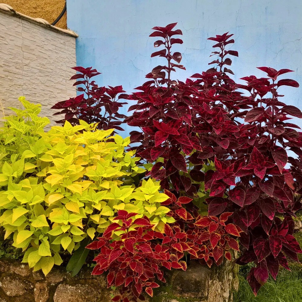 International Color Day is hardly just a celebration of art or design; it is a prod to slow down and see color again, in all its magnificence. 