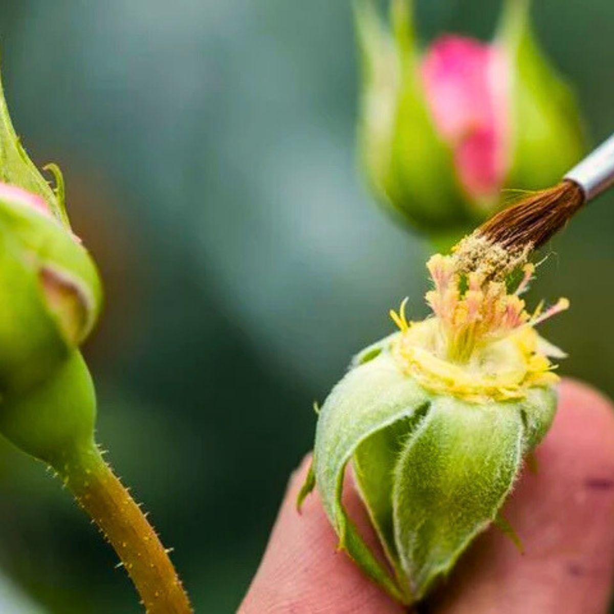 Pollinating David Austin Roses by Hand Pollinating David Austin Roses by Hand