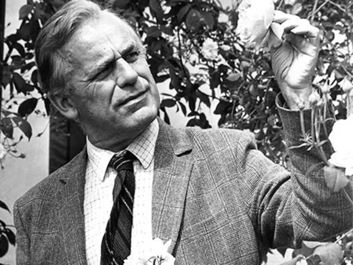 David C. H. Austin Checking the Roses David C. H. Austin Checking the Roses