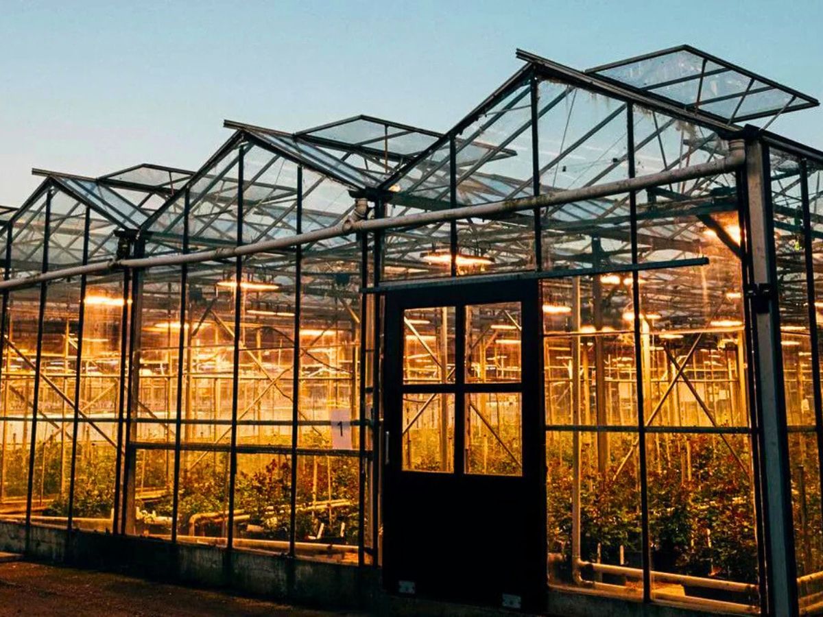 Where the Magic Happens at David Austin Roses Where the Magic Happens at David Austin Roses