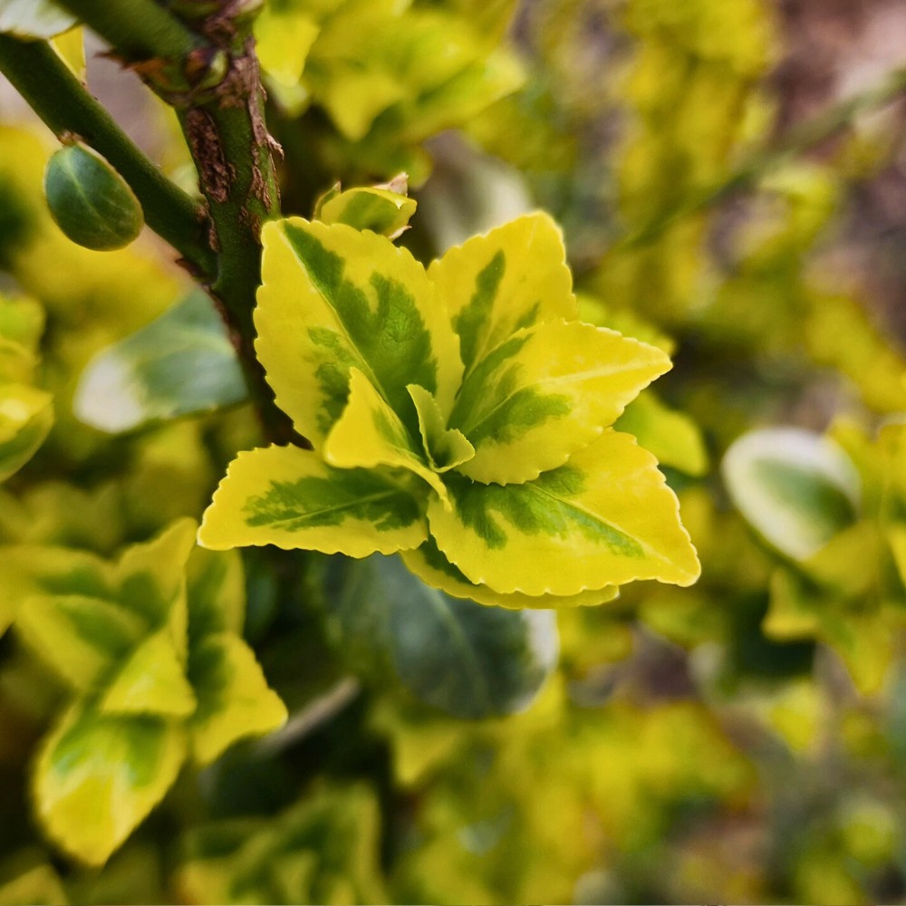 Fortune's Spindle, also called Euonymus Fortunei