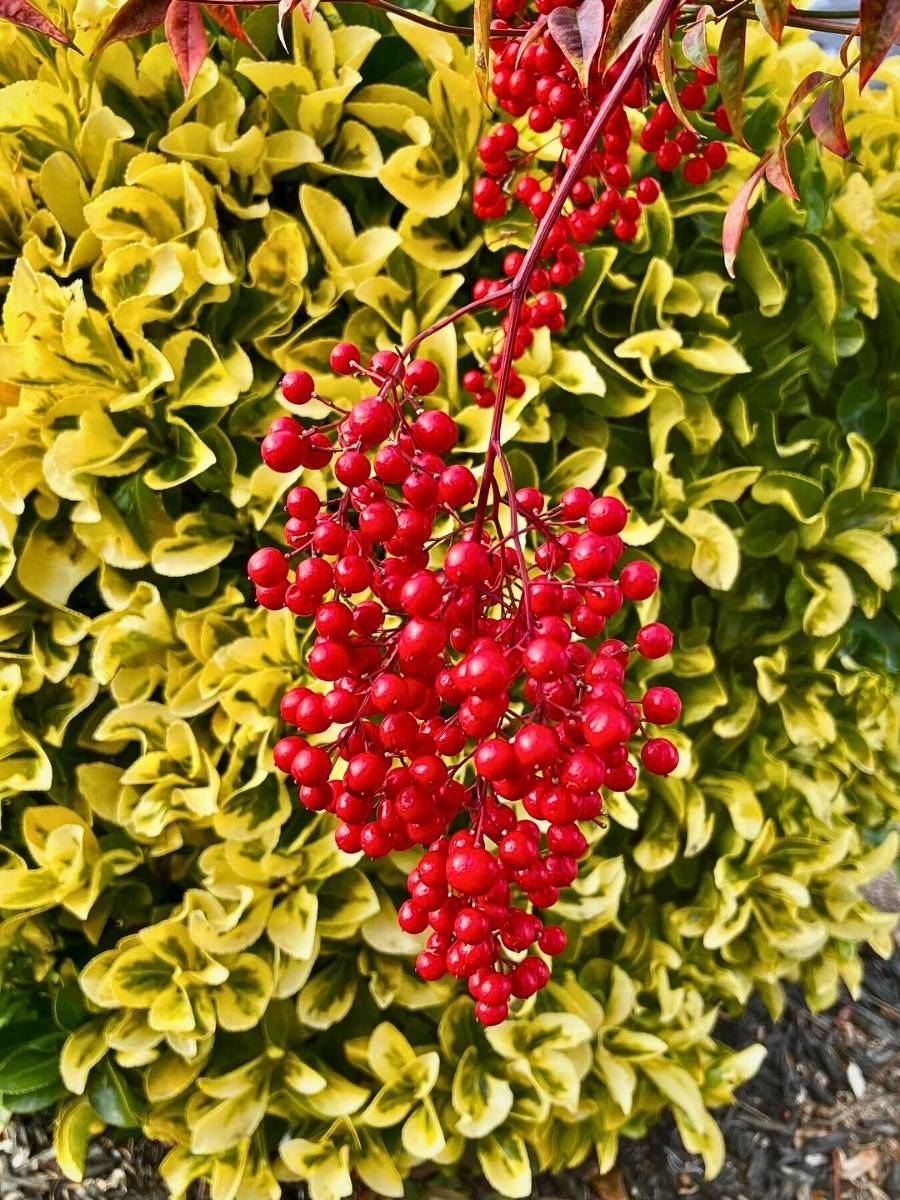 Fortune&rsquo;s Spindle Vine, Also Called Euonymus Fortunei