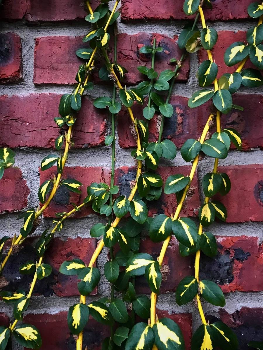 Fortune&rsquo;s Spindle Vine, Also Called Euonymus Fortunei