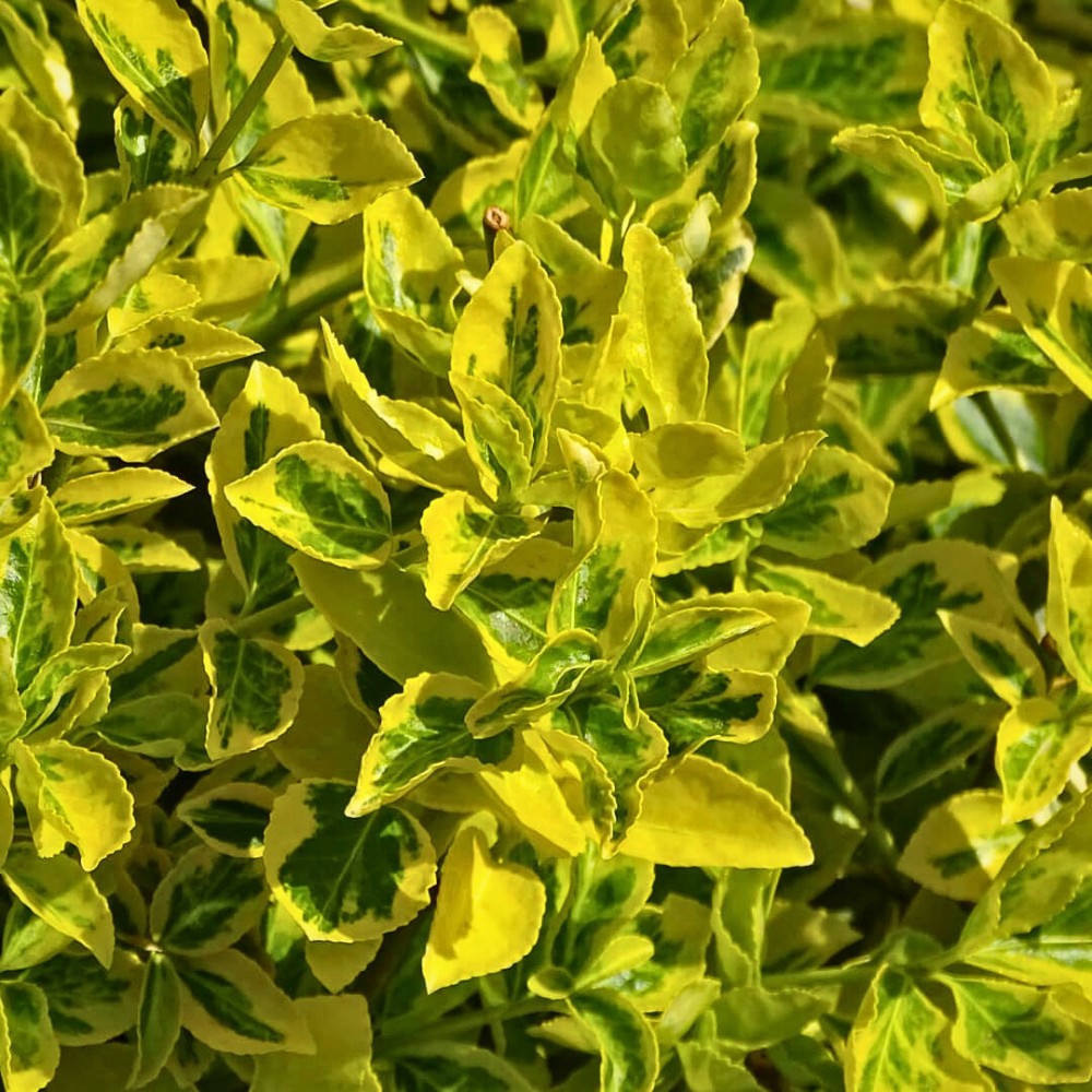 Fortune&rsquo;s Spindle Vine, Also Called Euonymus Fortunei