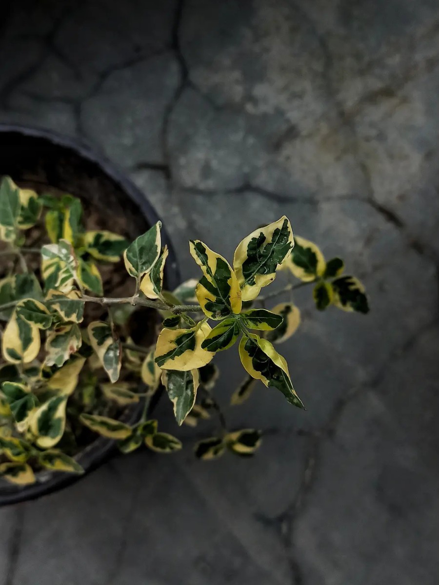 Is Fortune's Spindle Poisonous?