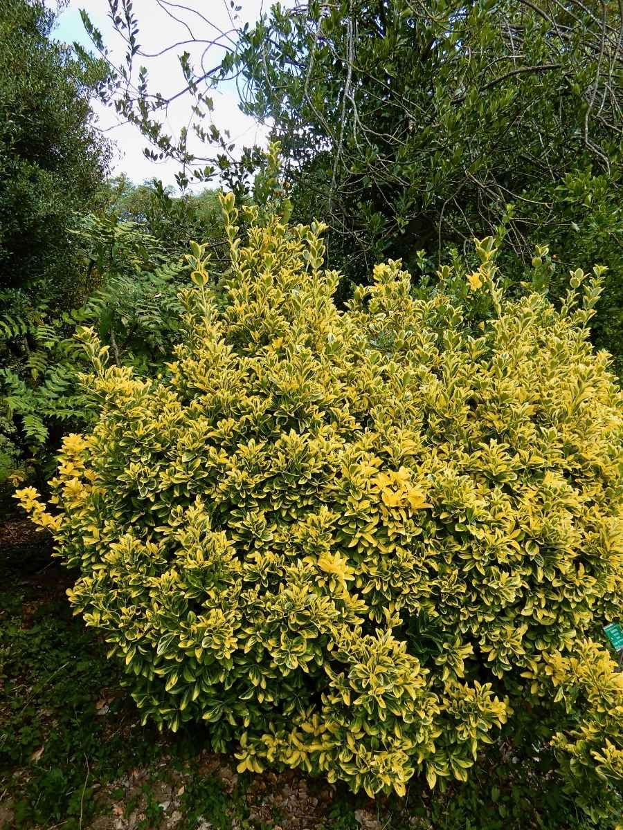 In many parts of the eastern United States and parts of Canada, Fortune&rsquo;s spindle vine, also known as Euonymus fortunei, is classified as an invasive plant.