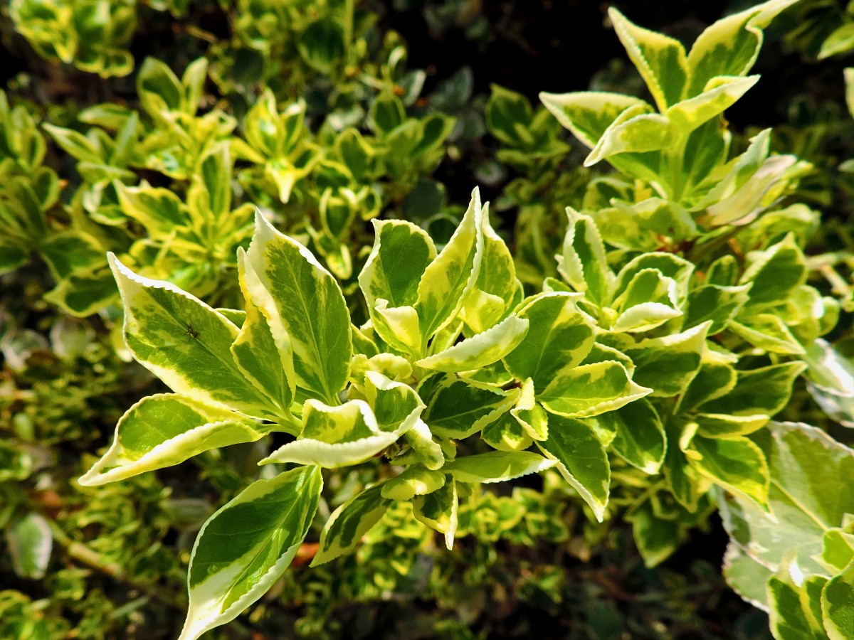 If Fortune&rsquo;s spindle invasive spread is already visible in your garden or local woodland, control measures are important for protecting native species. 