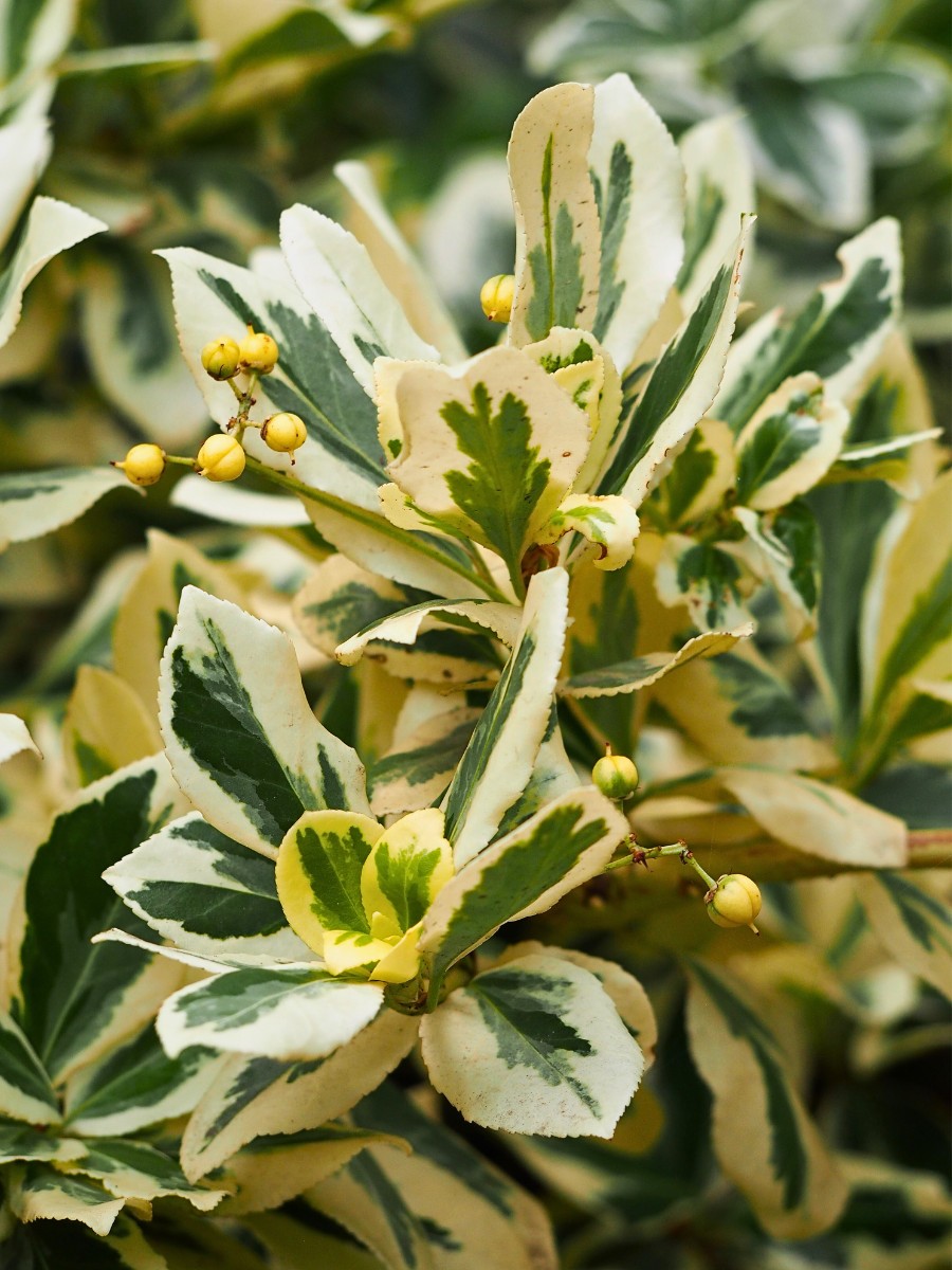 Fortune&rsquo;s spindle vine belongs to the same genus as other spindles known to contain toxic compounds in their fruits and sometimes leaves or stems.