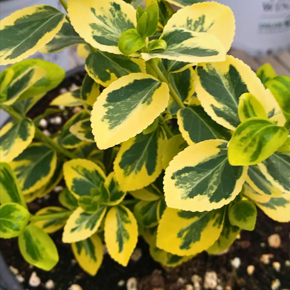 Fortune&rsquo;s spindle vine belongs to the same genus as other spindles known to contain toxic compounds in their fruits and sometimes leaves or stems.