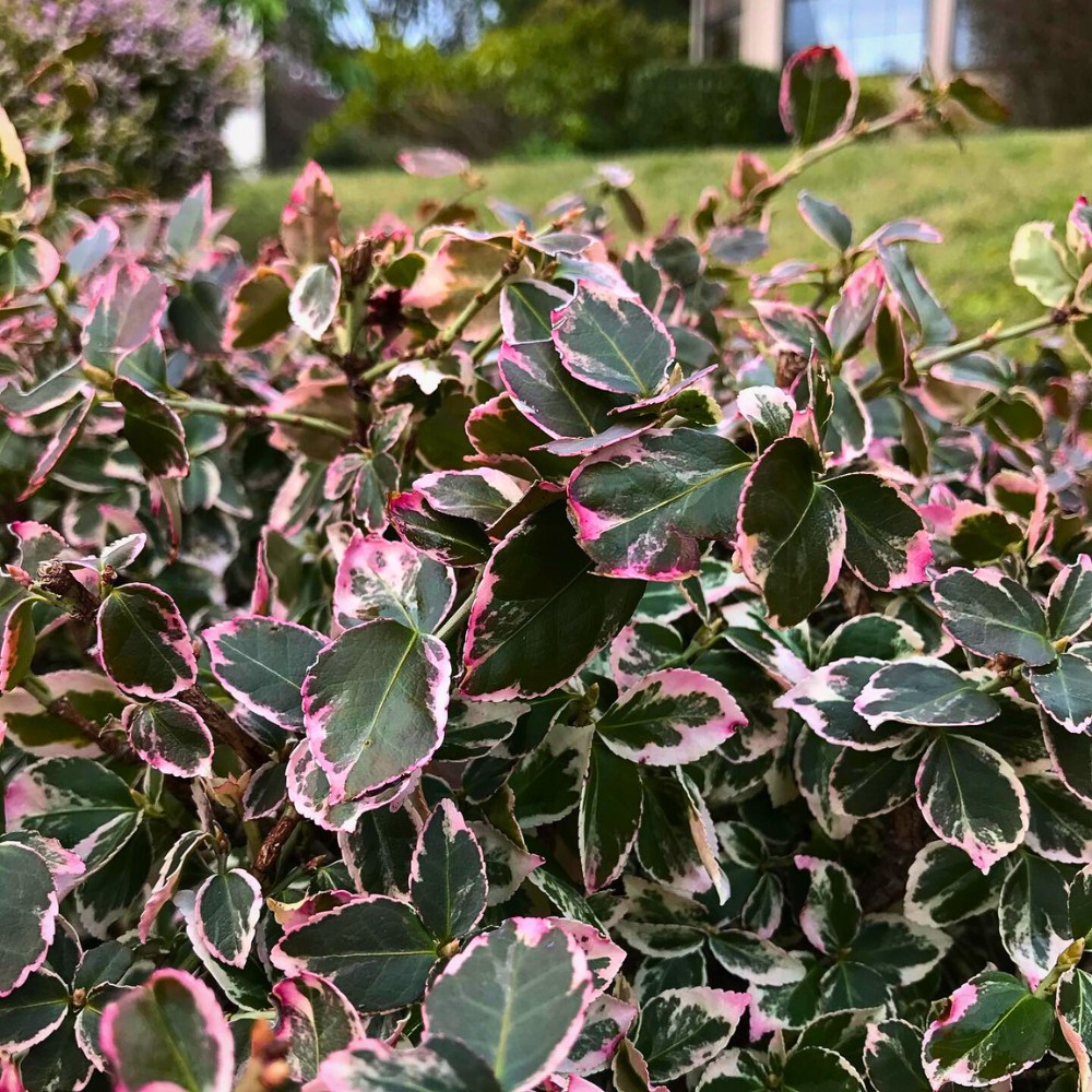 In areas where it is not invasive, Fortune's spindle plant has real landscape value. 