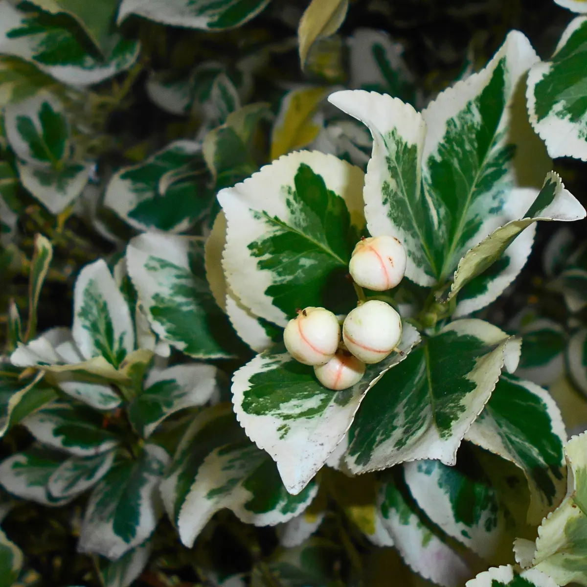 Fortune’s Spindle Vine, Also Called Euonymus Fortunei, the Woody Evergreen Evoking Ambivalent Sentiments.