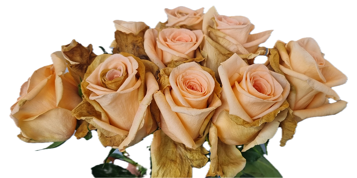 R and D Project Macro Botrytis in Rose