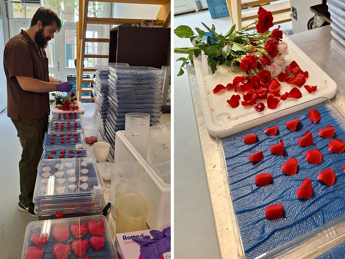 R and D Project picking rose petals