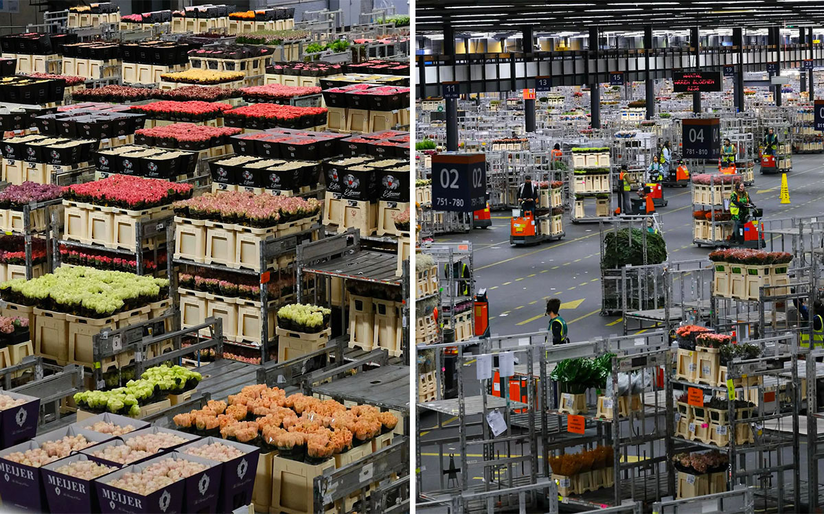 R and D Project wholesale