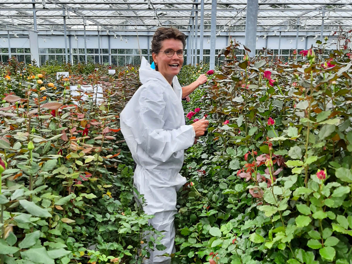 R and D Project at rose grower