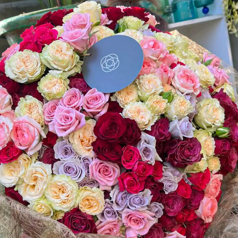 Interplant Roses Breeder on Thursd feature