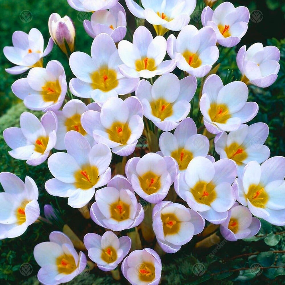 Crocus