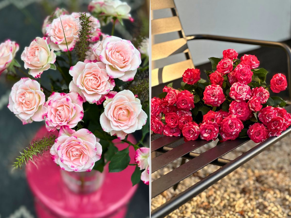 World of Spray Roses