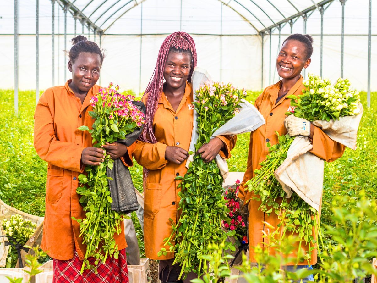 World of Spray Roses