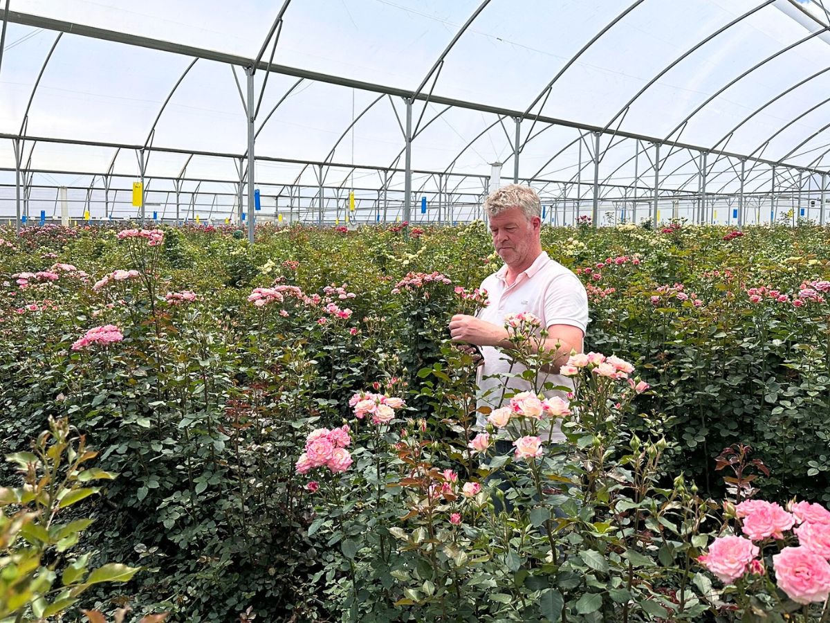 World of Spray Roses