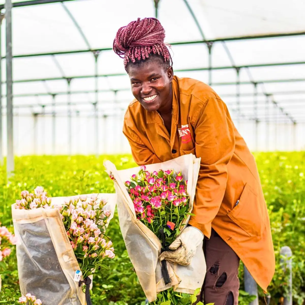 Pride of Africa and the Focus Behind Its Spray Rose Growth
