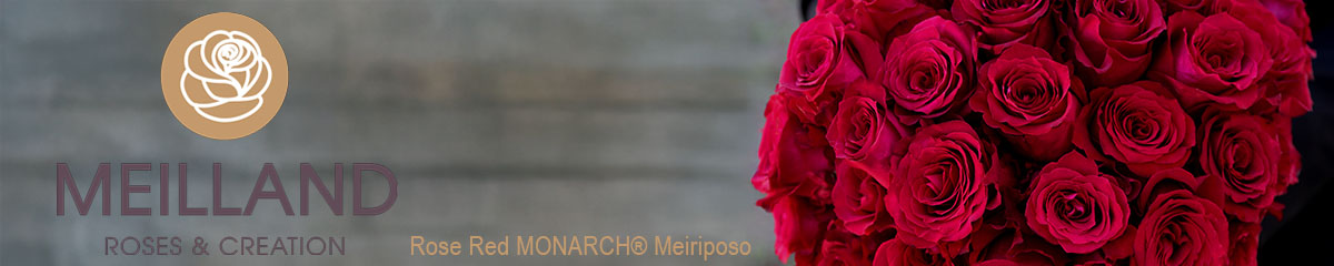 BannerMeillandRoseRedMonarch