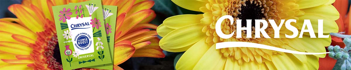 BannerChrysalGerbera