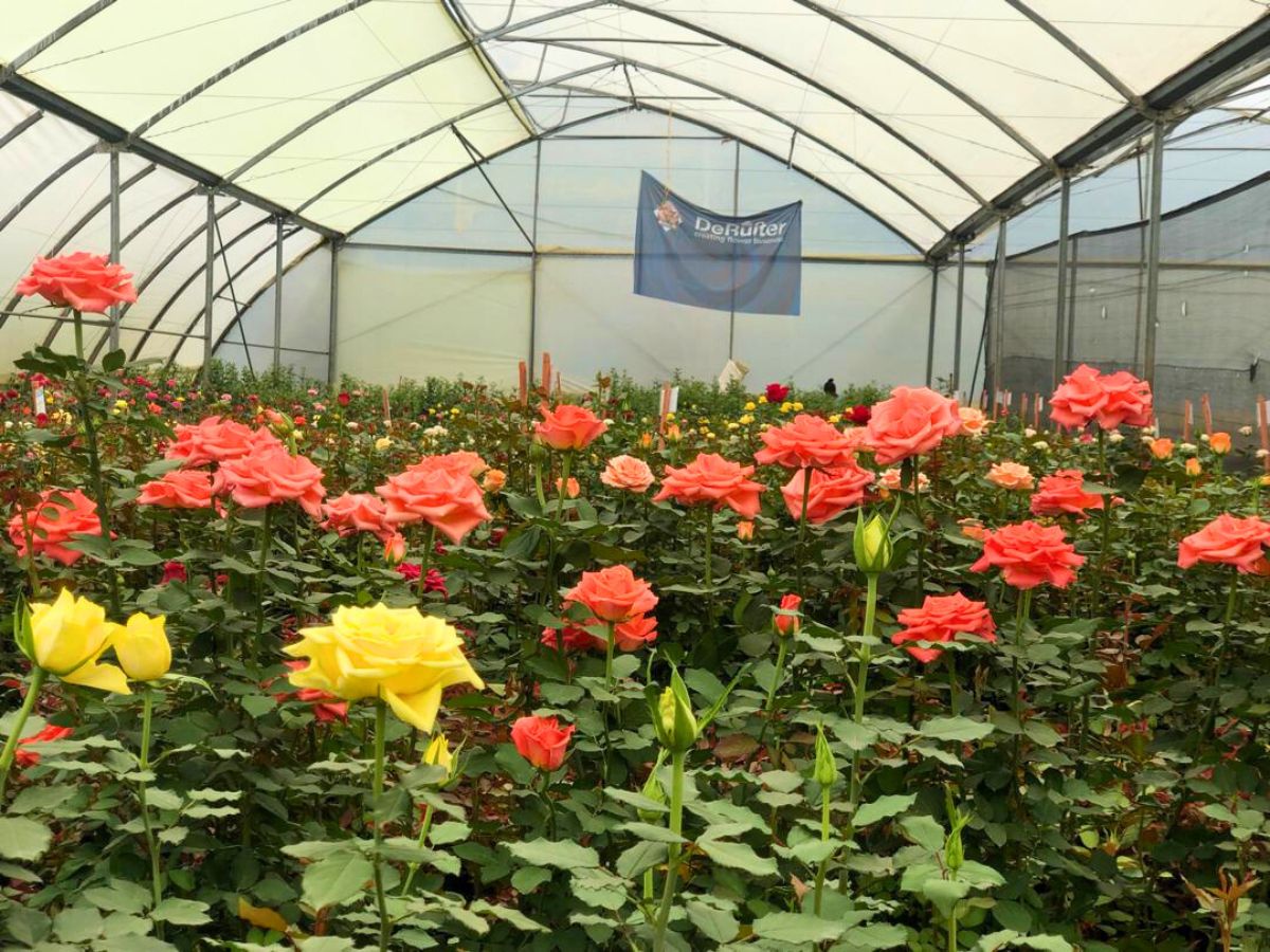 Ethiopian rose industry