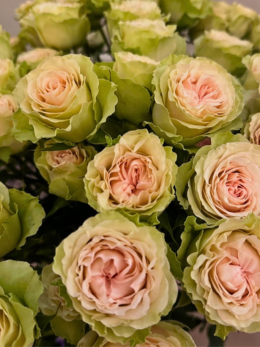 Spray Rose Fibonacci Yantra from Genviv Esmeralda Farms Spray Rose Fibonacci Yantra from Genviv Esmeralda Farms