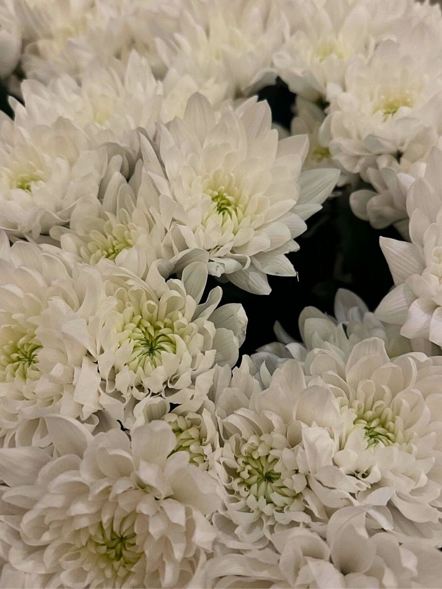 Cloud Nine Chrysanthemum Icon Selections