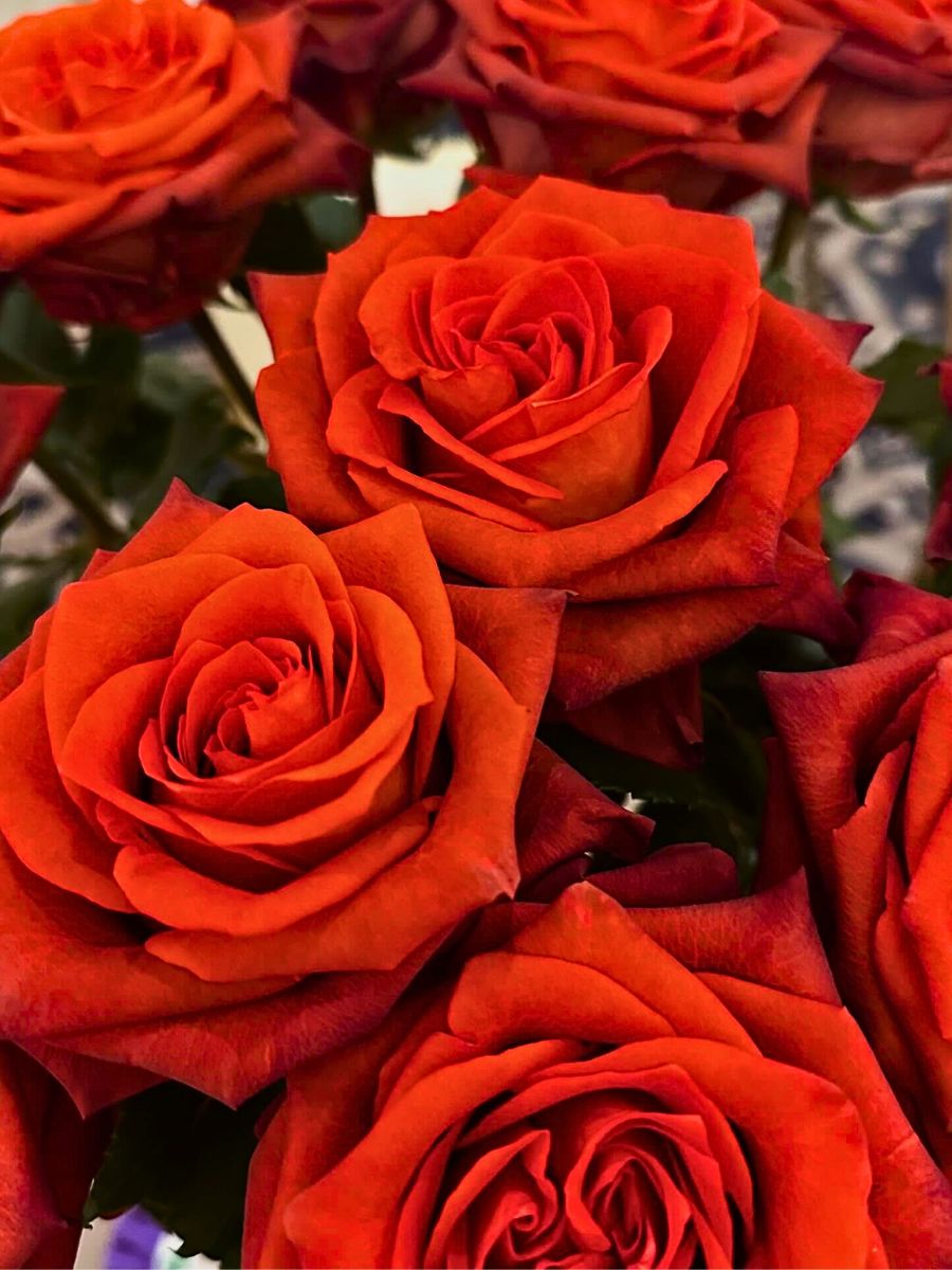 Rose Kora™ From Danziger Dan Flower Farm Rose Kora™ From Danziger Dan Flower Farm