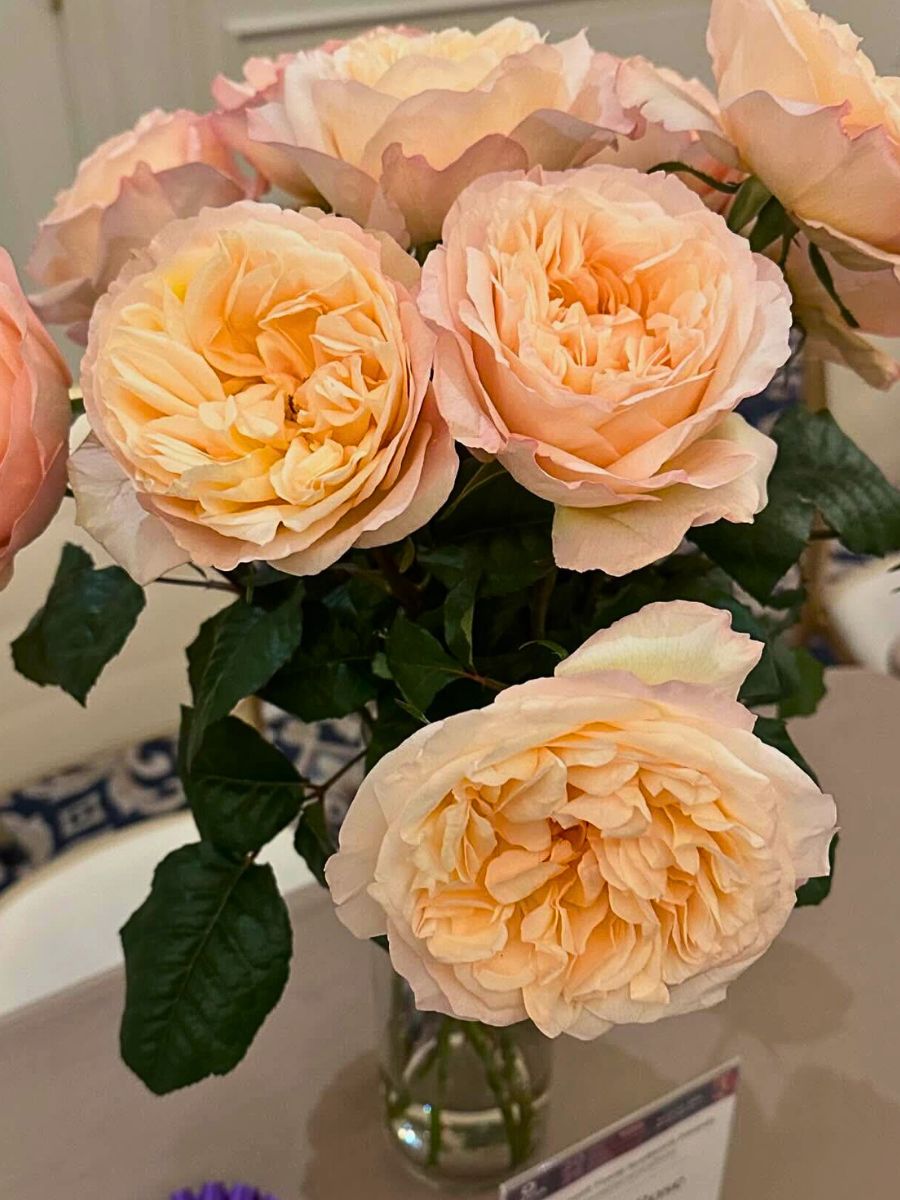 Garden Rose Tie Dye Choice Farms Garden Rose Tie Dye Choice Farms