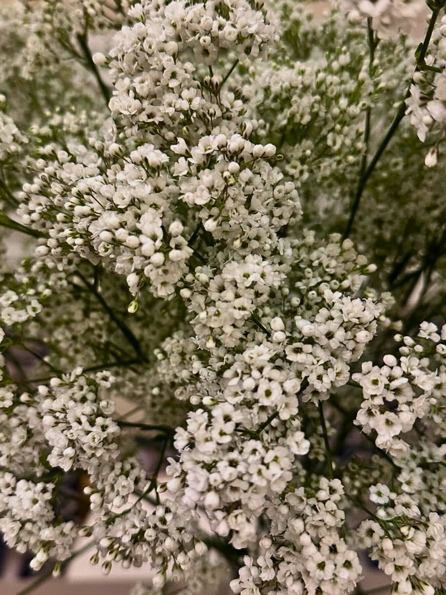 Million Daisy Gypsophila from Danziger Dan Flower Farm Million Daisy Gypsophila from Danziger Dan Flower Farm