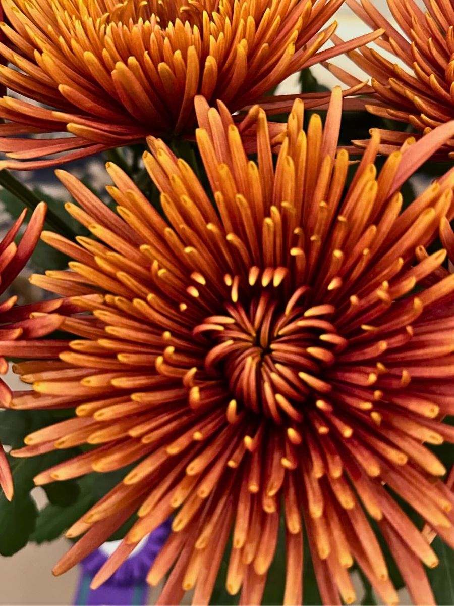 Chrysanthemum Tamarindo Royal Van Zanten Chrysanthemum Tamarindo Royal Van Zanten