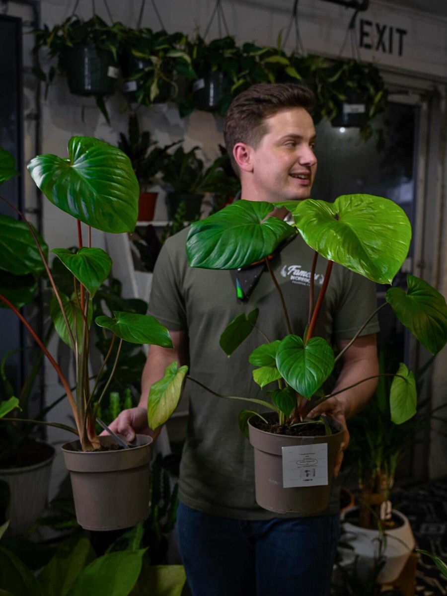 What are the benefits of houseplants for mental health?