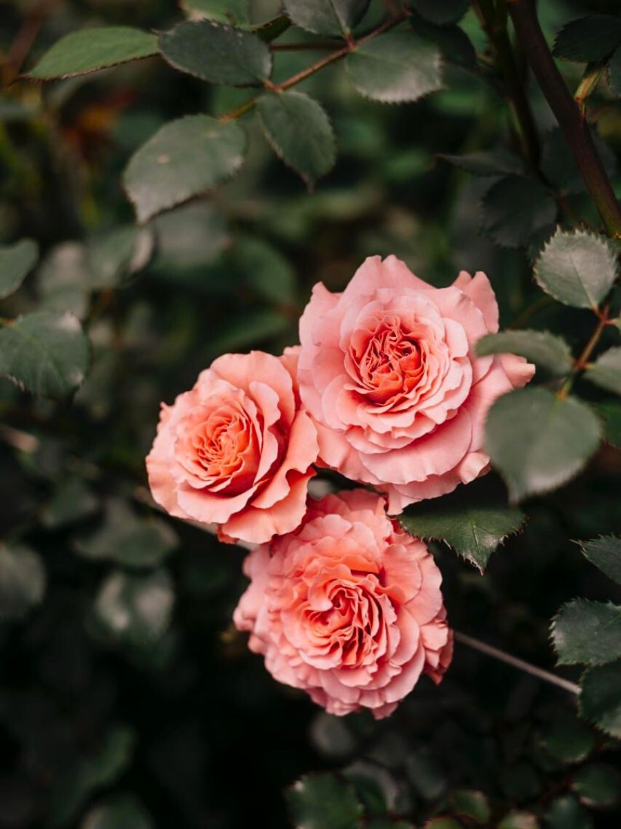 Peachy garden roses by Alexandra Farms