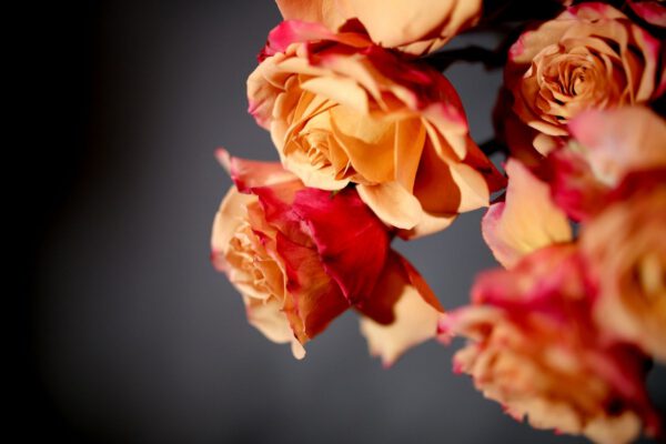 Let's Blow up the Volume With New Rose Pimms From Decofresh - A Rose Is a Rose Is a Rose - Article on Thursd (2)